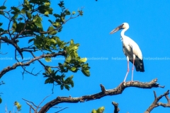 BIRD WATCHING, HETAUDA