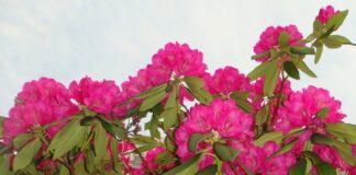 अर्किड (सुनगाभा) तथा लालीगुराँसको मनोरम भण्डार