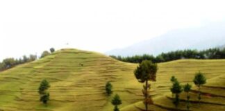 Bheda Firm, Chitlang