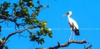 वर्ड वाच